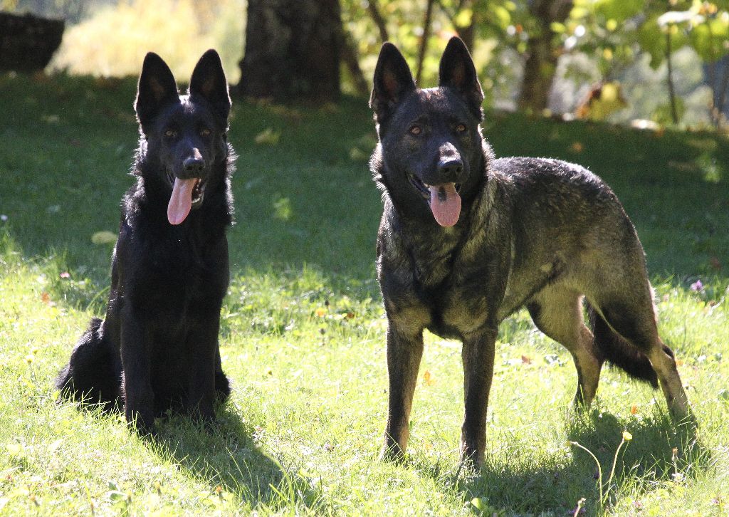 Des Contreforts Du Vercors - Ouverture de la liste de réservation pour nos chiots 2021