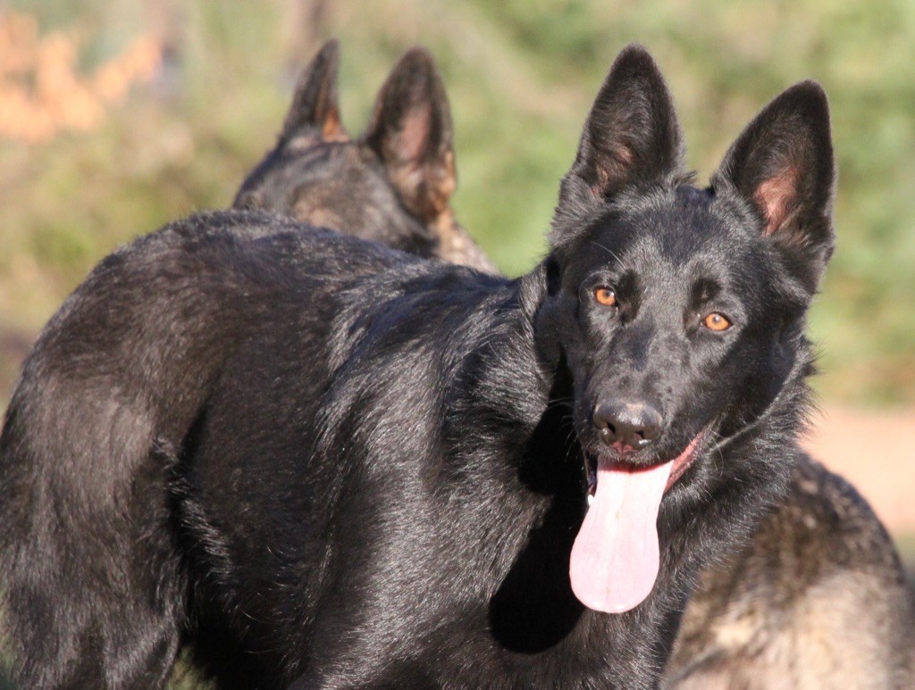 Des Contreforts Du Vercors - Des chiots attendus pour le mois d?Août 