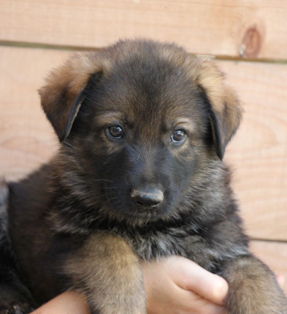 Des Contreforts Du Vercors - Clap de fin pour nos chiots 2020