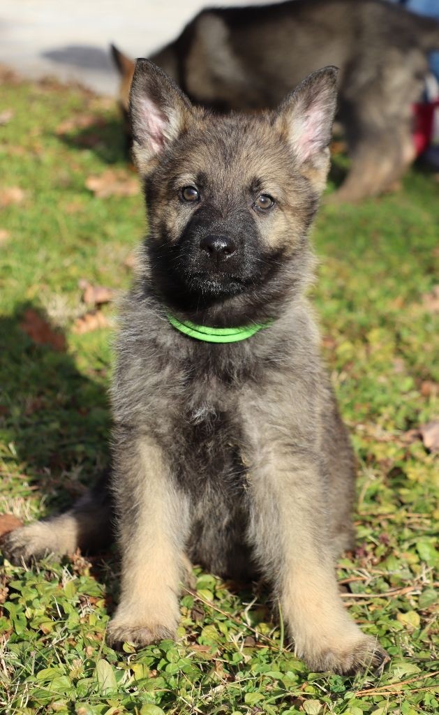 chiot Berger Allemand Des Contreforts Du Vercors