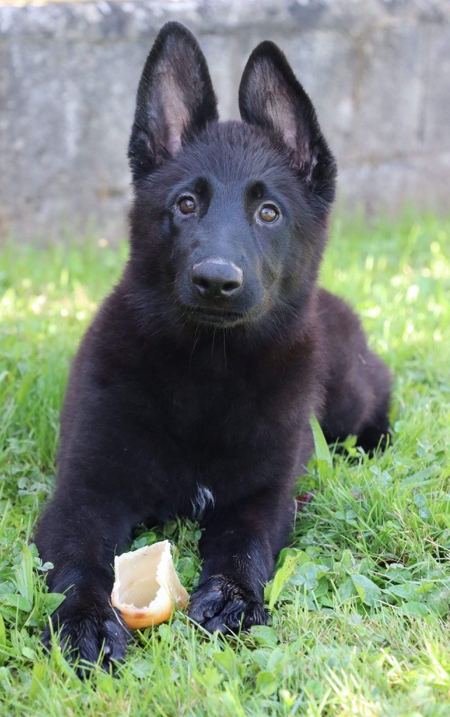 chiot Berger Allemand Des Contreforts Du Vercors