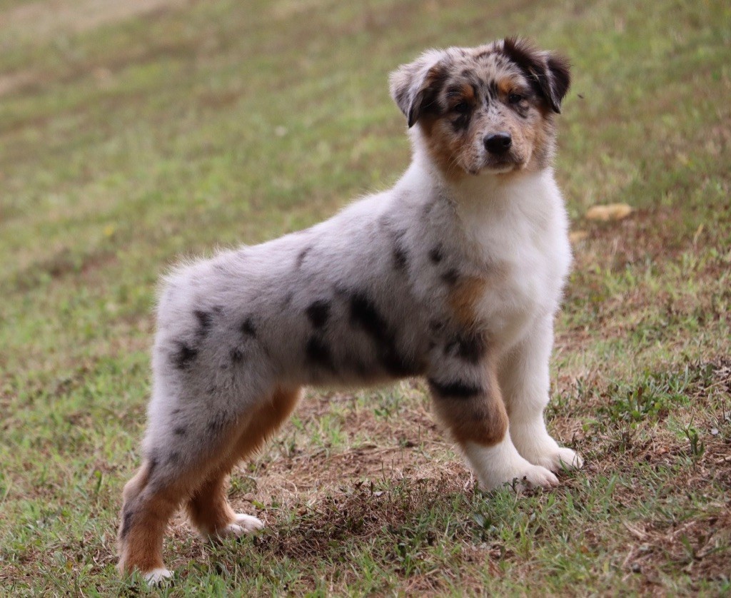 Des Contreforts Du Vercors - Plus de chiots disponibles 
