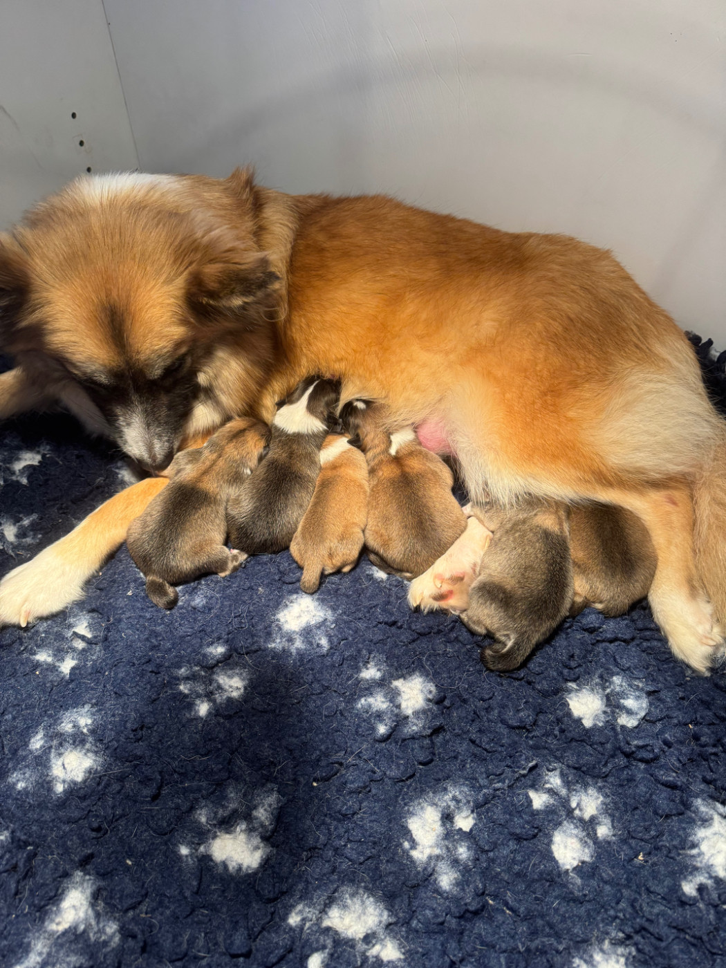 Six chiots sont nés