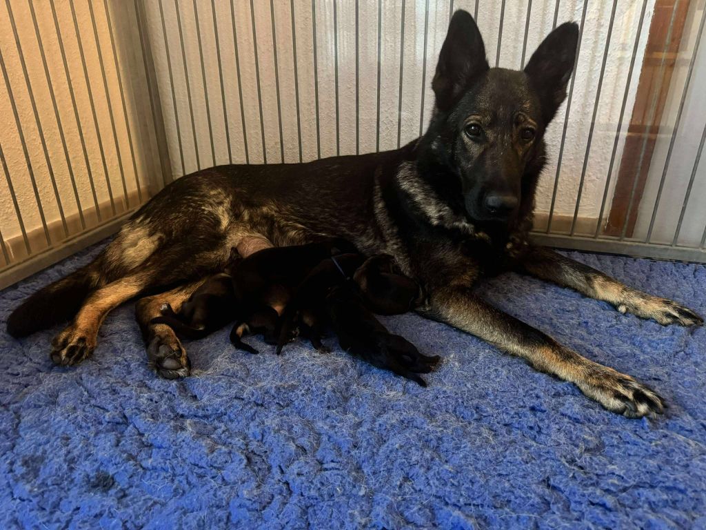 Nouvelle naissance