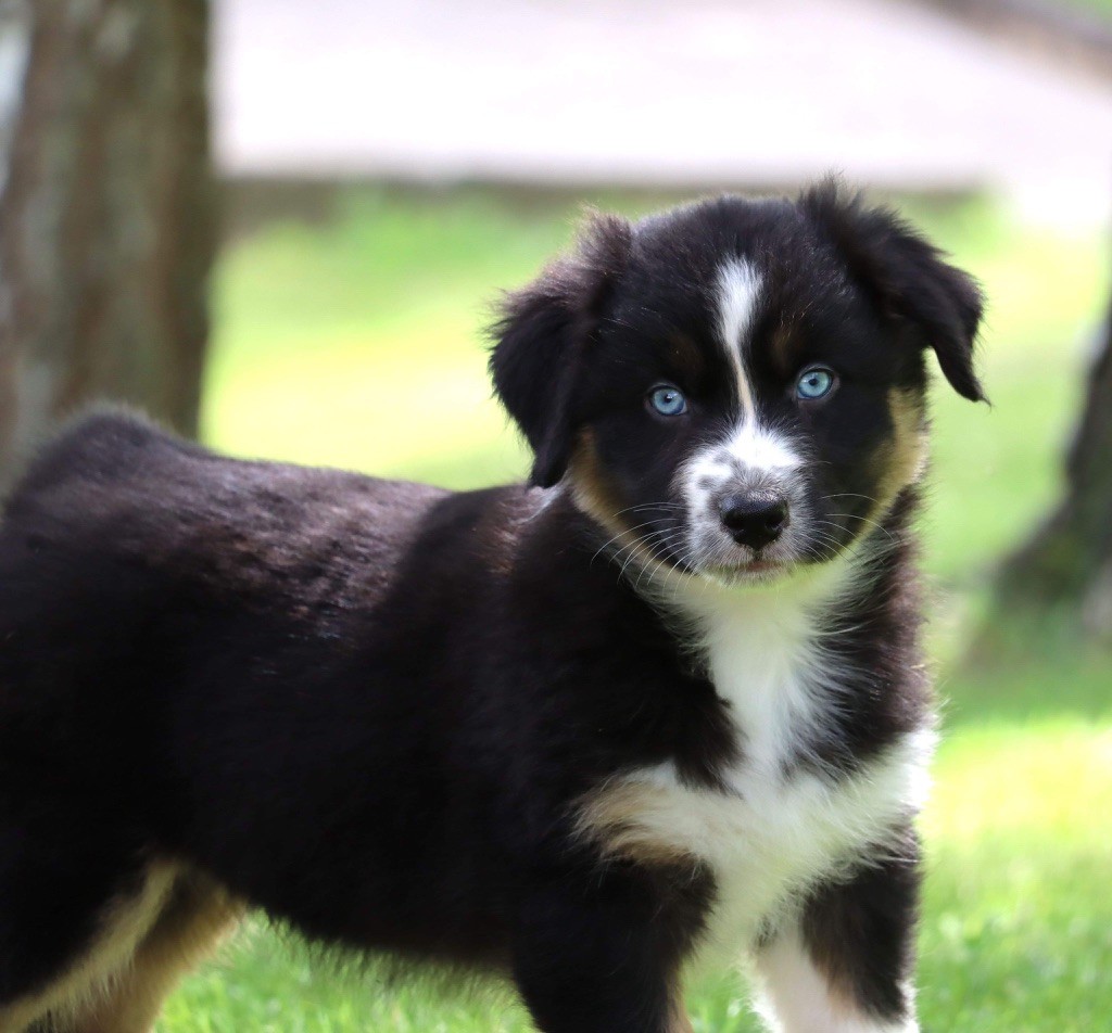 Plus de chiots disponibles