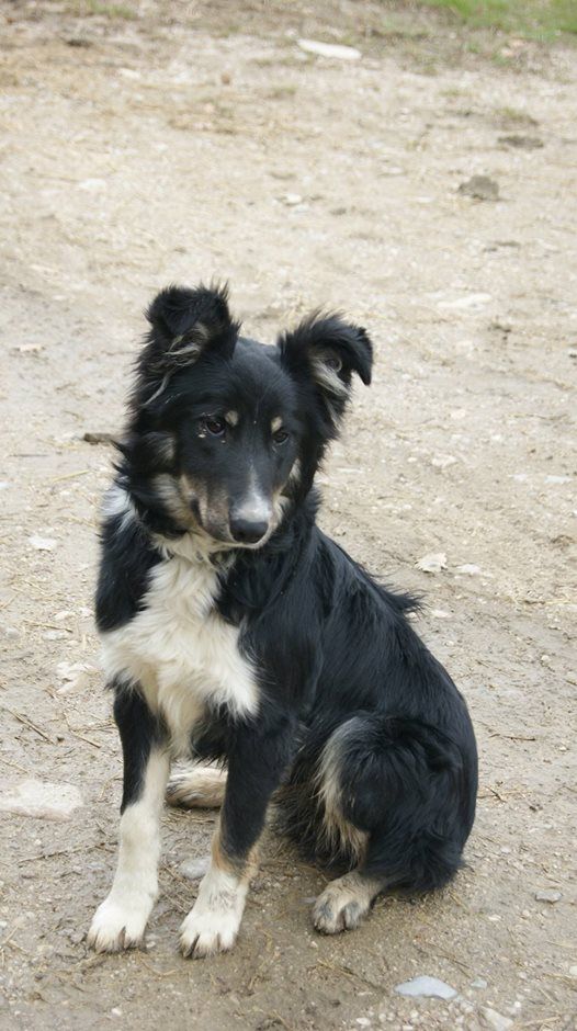 Des Contreforts Du Vercors - Bientôt des chiots !