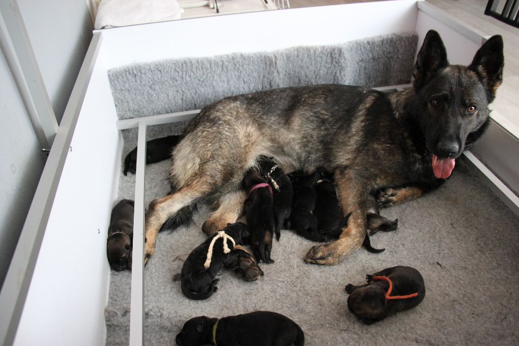 Des Contreforts Du Vercors - Naissance des chiots de Loubia