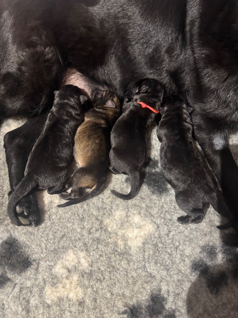 Les chiots sont nés 