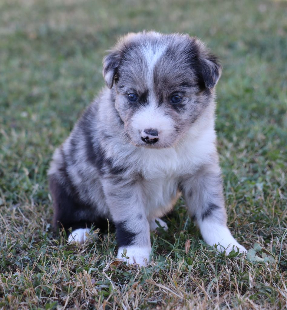Des Contreforts Du Vercors - Chiots disponibles - Border Collie