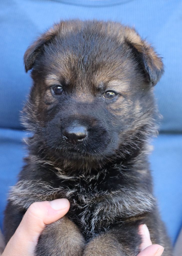 Chiot Berger Allemand Des Contreforts Du Vercors