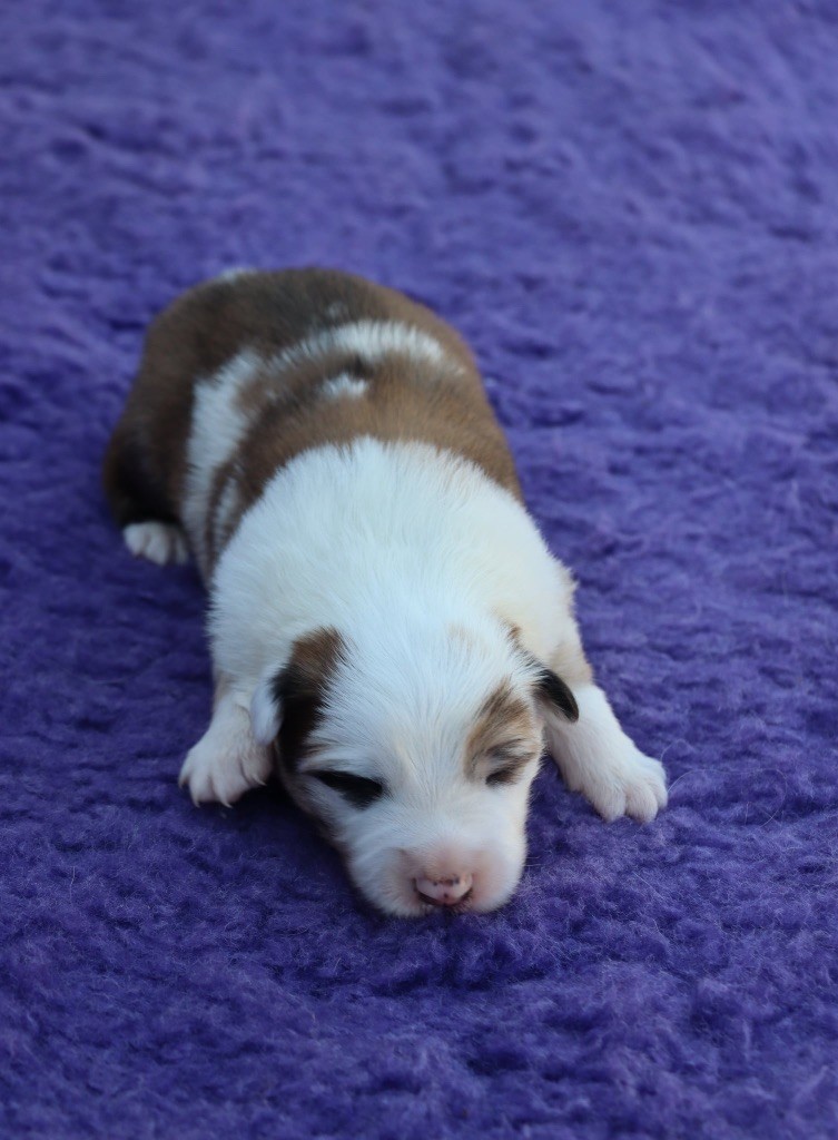Des Contreforts Du Vercors - Chiots disponibles - Border Collie