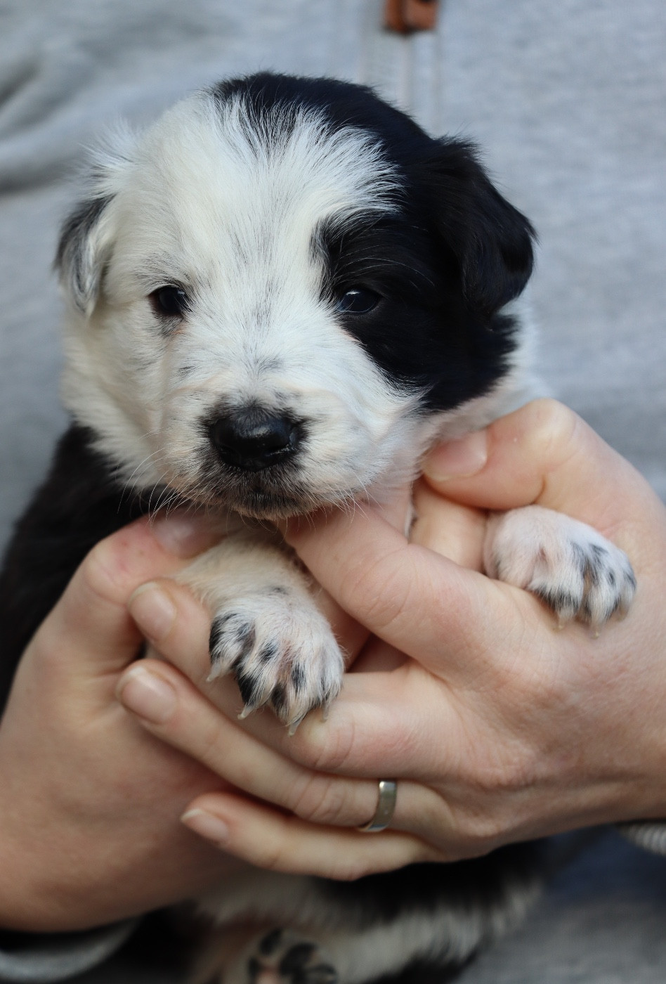 Des Contreforts Du Vercors - Chiots disponibles - Border Collie