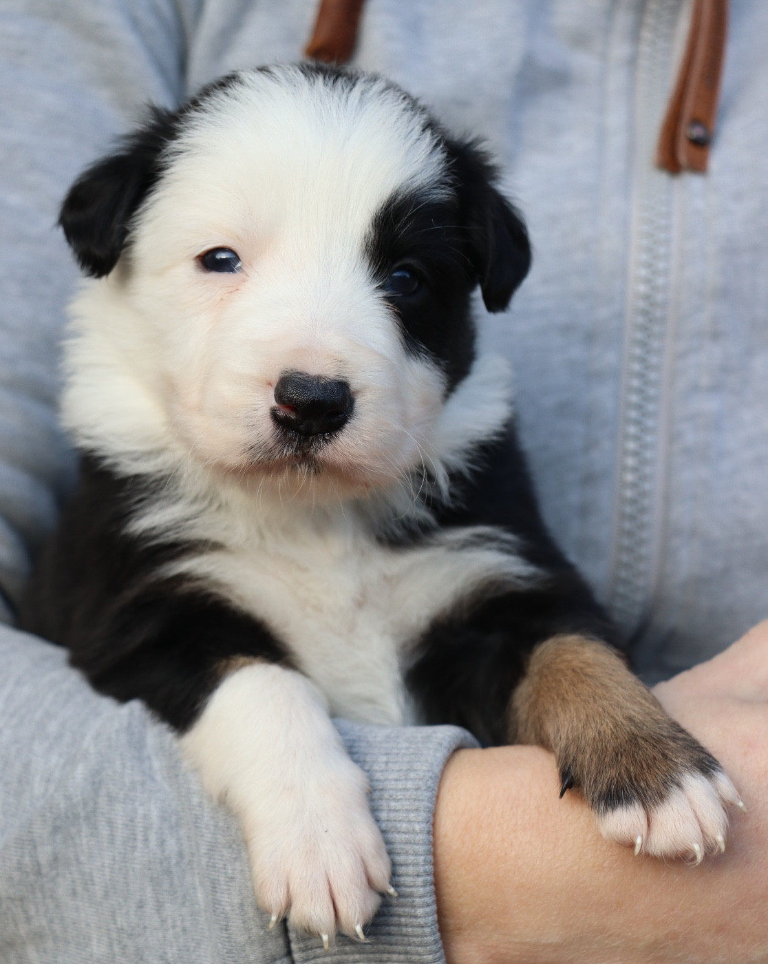 Des Contreforts Du Vercors - Chiots disponibles - Border Collie