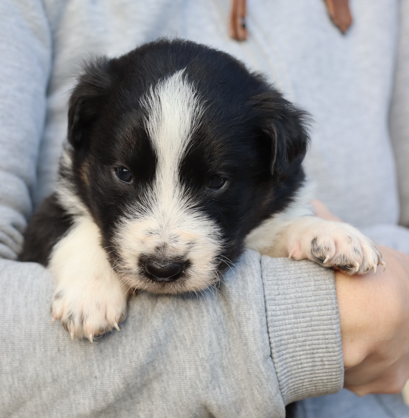 Des Contreforts Du Vercors - Chiots disponibles - Border Collie