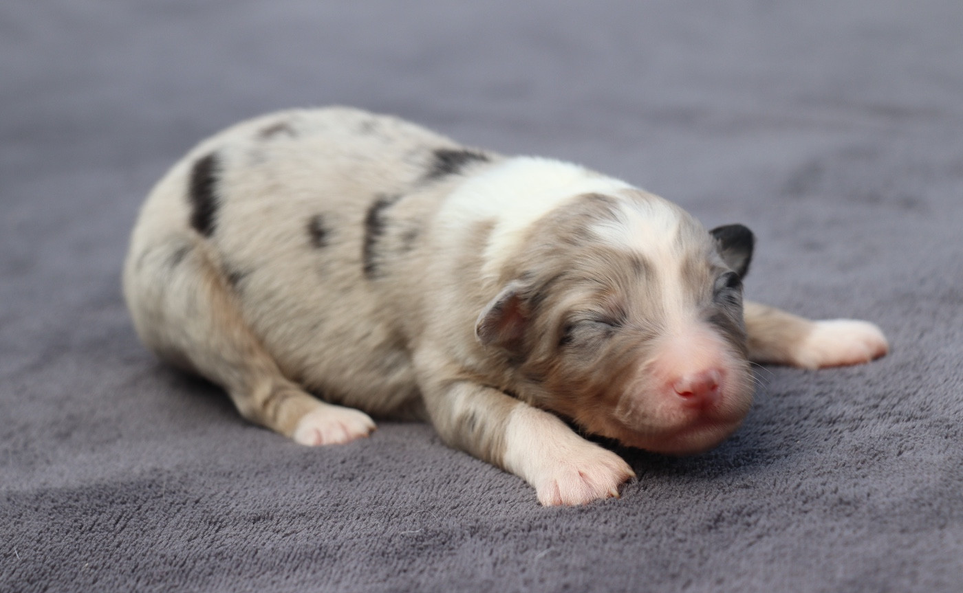 Des Contreforts Du Vercors - Chiots disponibles - Berger Australien