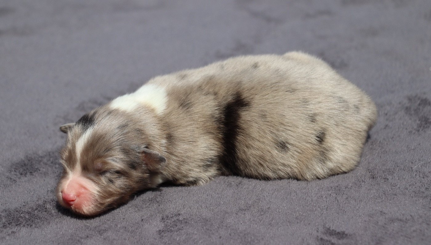 Des Contreforts Du Vercors - Chiots disponibles - Berger Australien