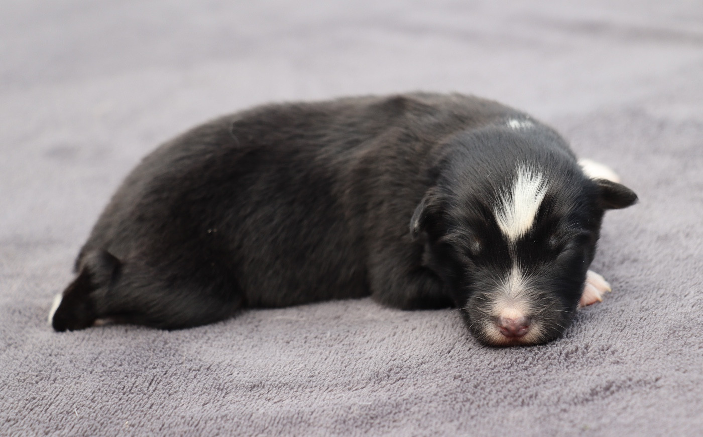 Des Contreforts Du Vercors - Chiots disponibles - Berger Australien