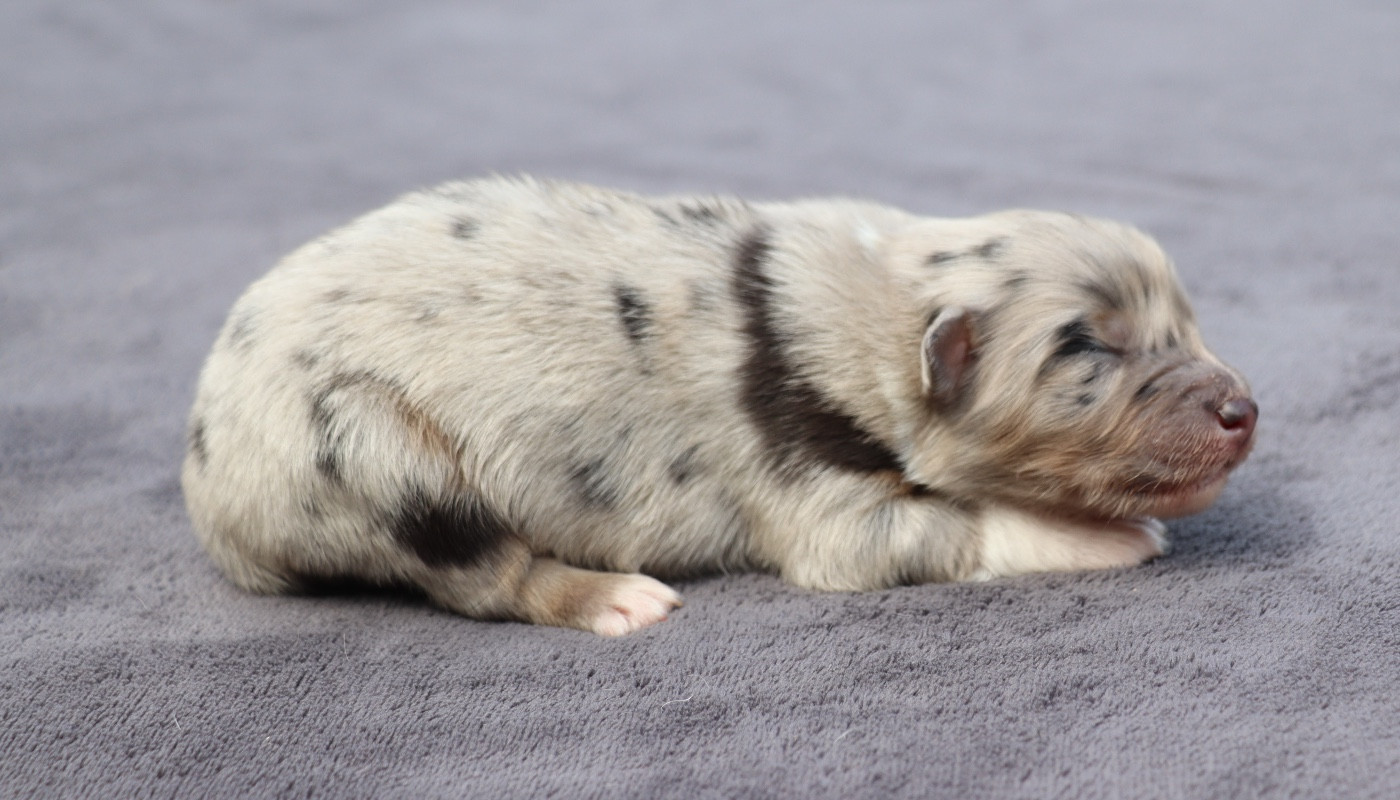 Des Contreforts Du Vercors - Chiots disponibles - Berger Australien