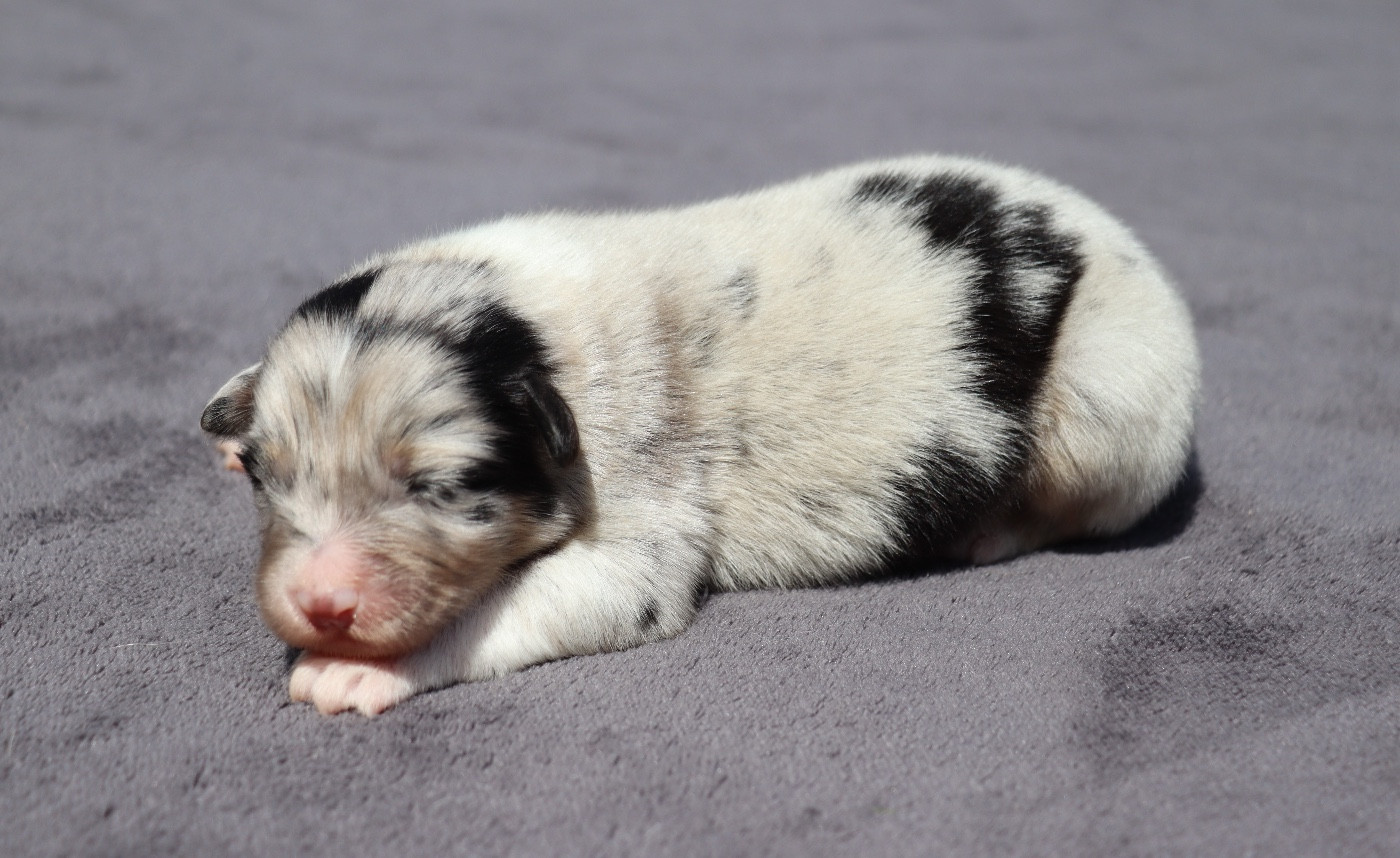 Des Contreforts Du Vercors - Chiots disponibles - Berger Australien