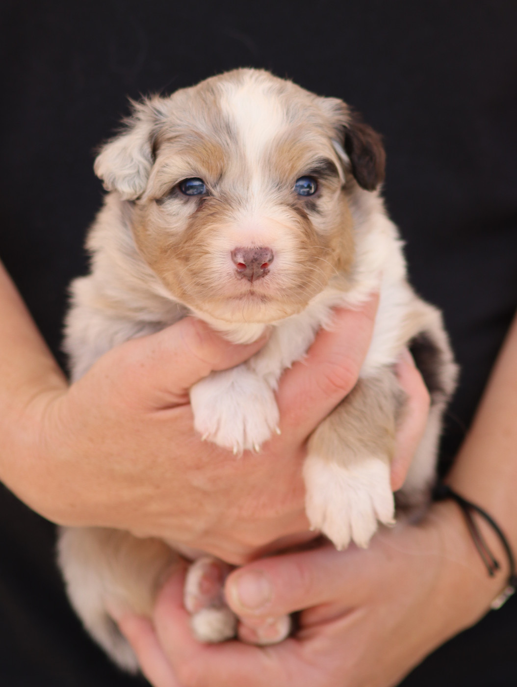Des Contreforts Du Vercors - Chiots disponibles - Berger Australien