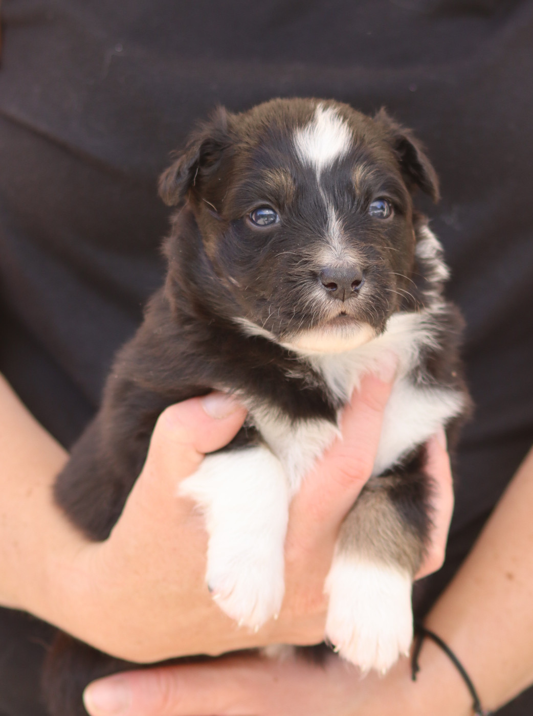 Des Contreforts Du Vercors - Chiots disponibles - Berger Australien