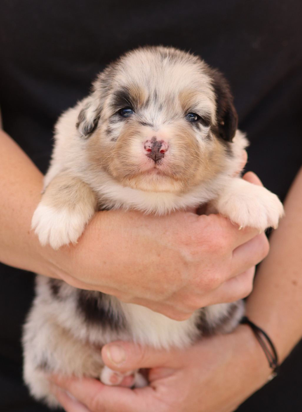 Des Contreforts Du Vercors - Chiots disponibles - Berger Australien