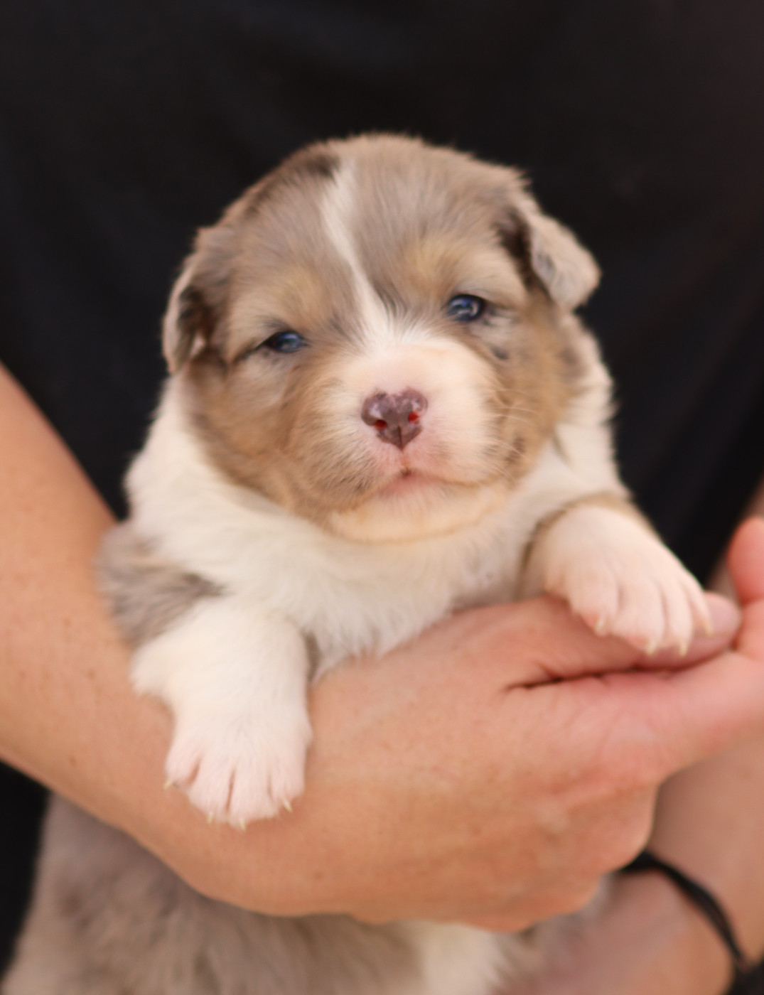 Des Contreforts Du Vercors - Chiots disponibles - Berger Australien
