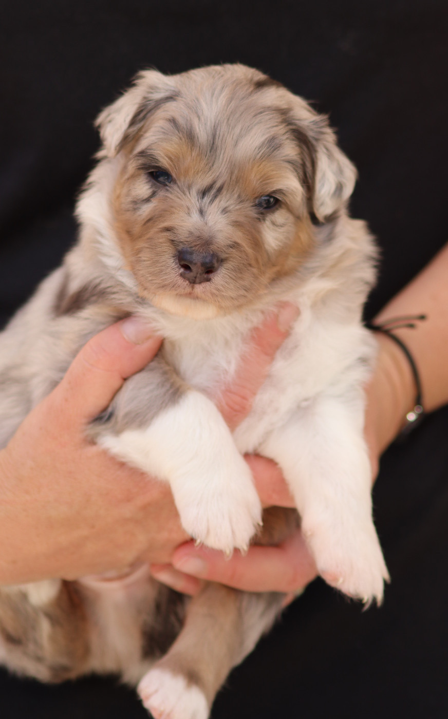 Des Contreforts Du Vercors - Chiots disponibles - Berger Australien