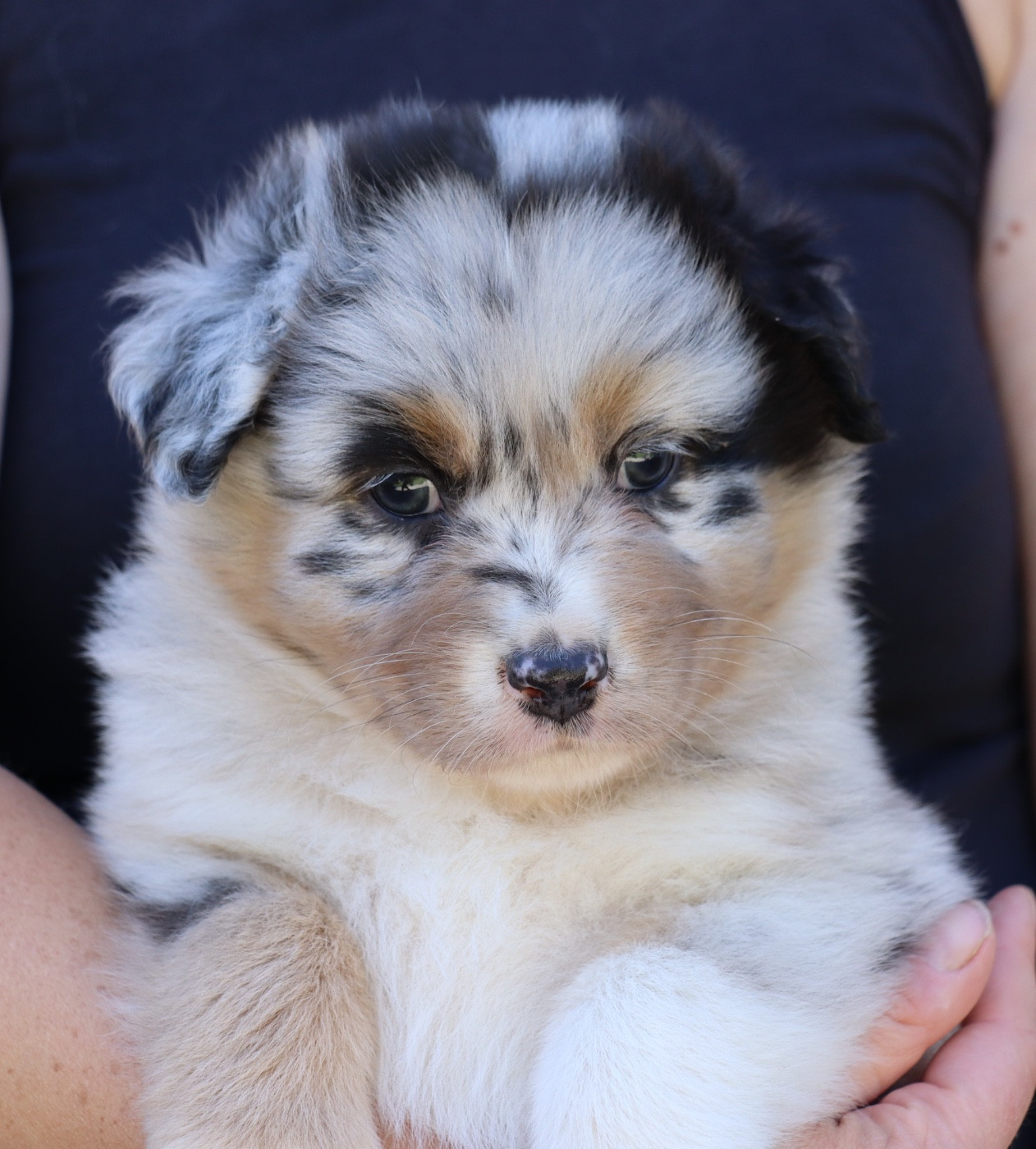 Chiot Berger Australien Des Contreforts Du Vercors