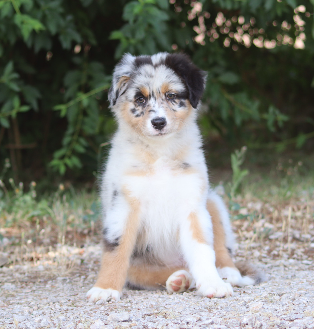 Des Contreforts Du Vercors - Chiots disponibles - Berger Australien