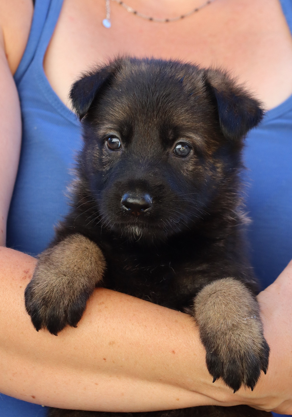 Des Contreforts Du Vercors - Chiots disponibles - Berger Allemand