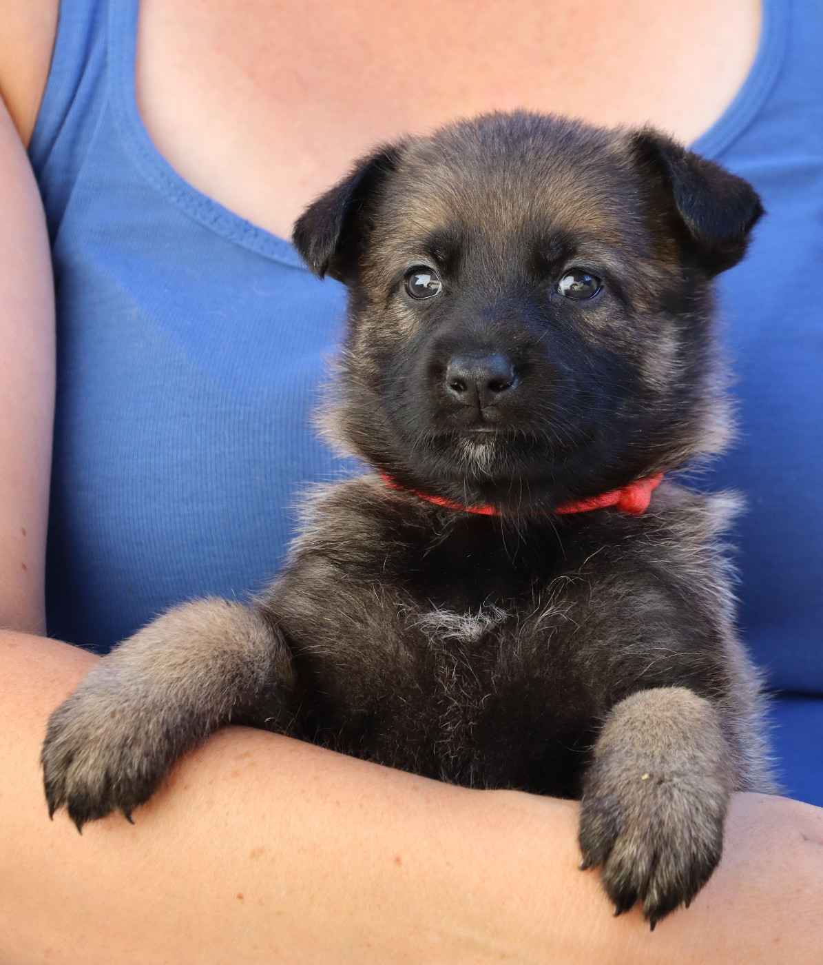 Des Contreforts Du Vercors - Chiots disponibles - Berger Allemand