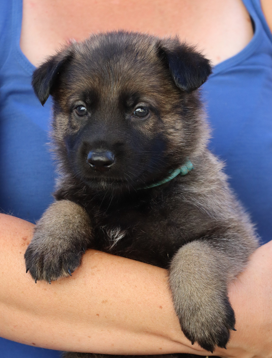 Des Contreforts Du Vercors - Chiots disponibles - Berger Allemand