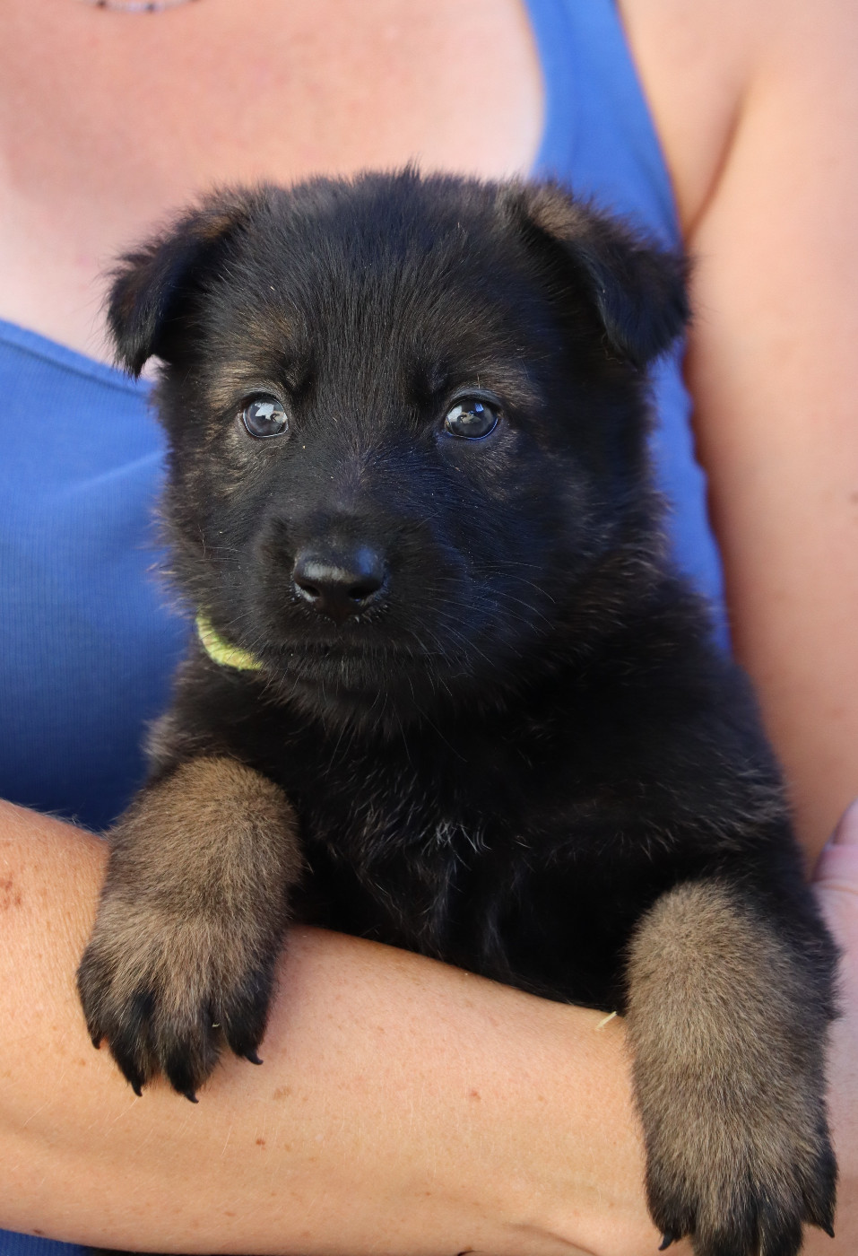 Des Contreforts Du Vercors - Chiots disponibles - Berger Allemand