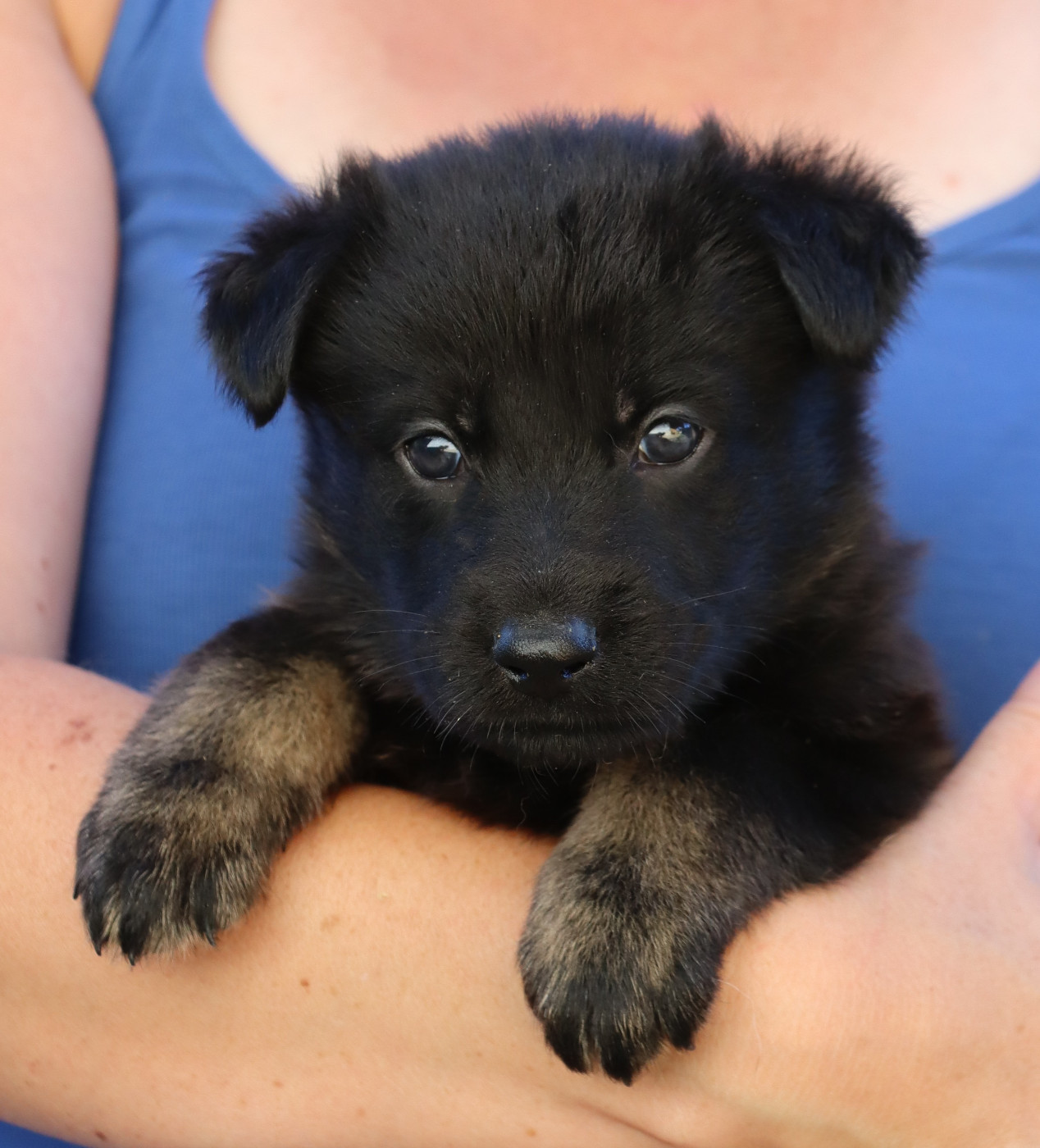 Des Contreforts Du Vercors - Chiots disponibles - Berger Allemand