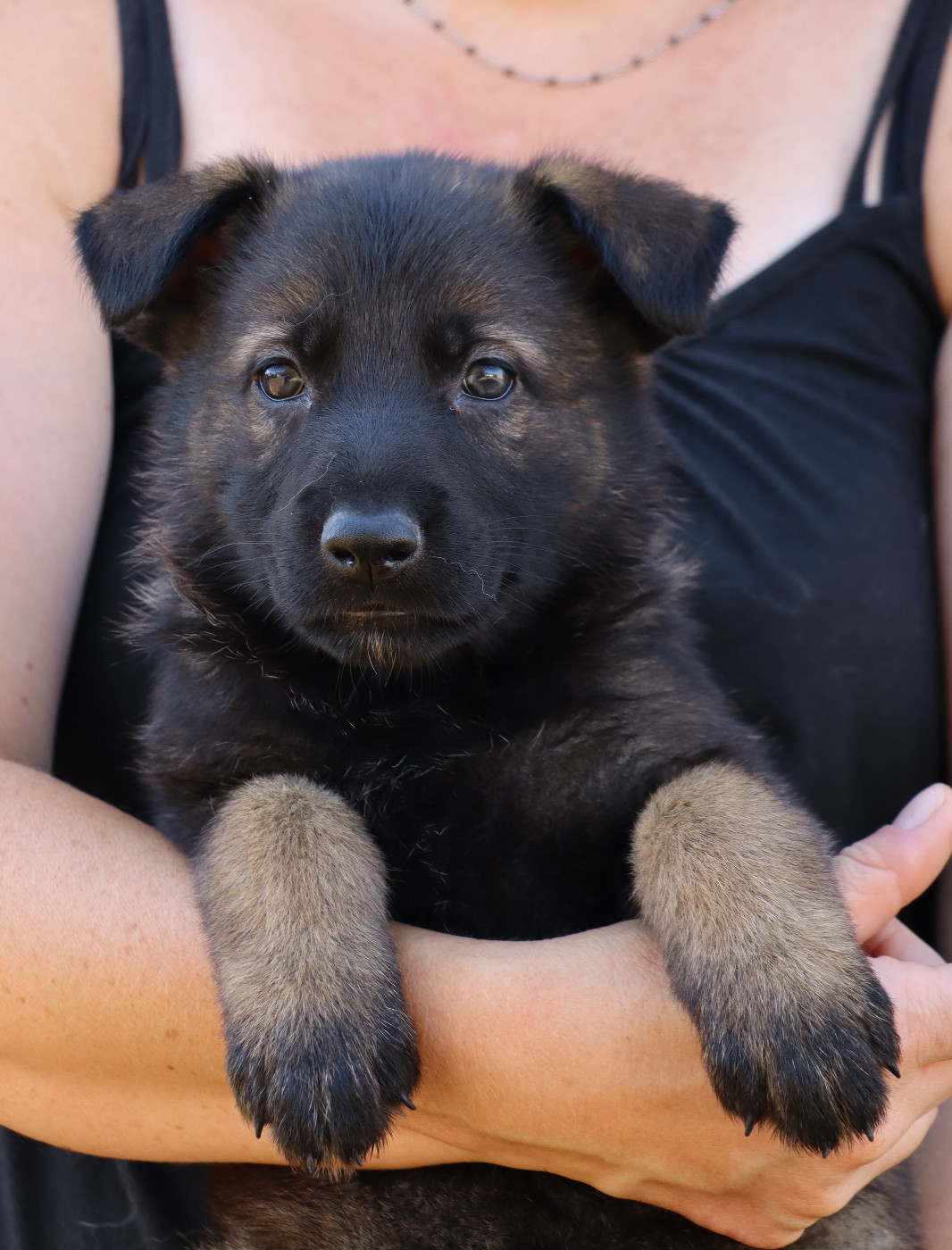 Des Contreforts Du Vercors - Chiots disponibles - Berger Allemand