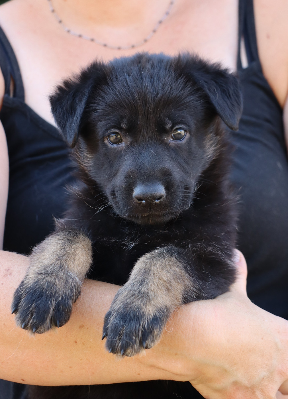 Des Contreforts Du Vercors - Chiots disponibles - Berger Allemand