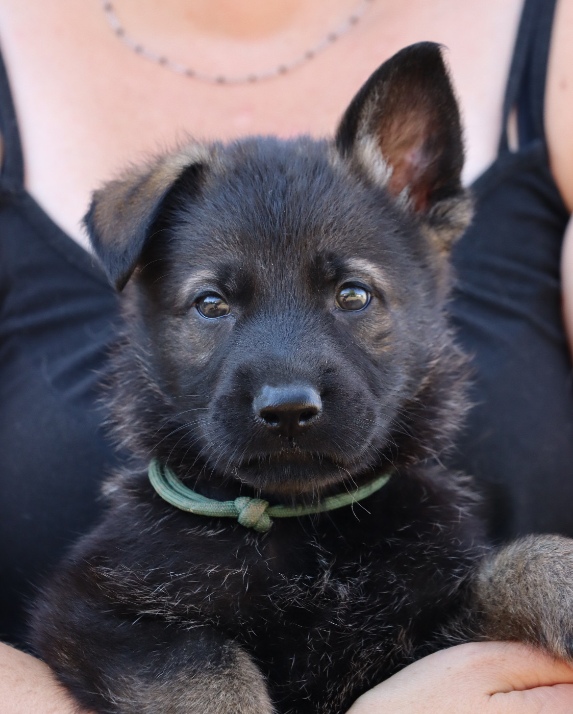 Des Contreforts Du Vercors - Chiots disponibles - Berger Allemand