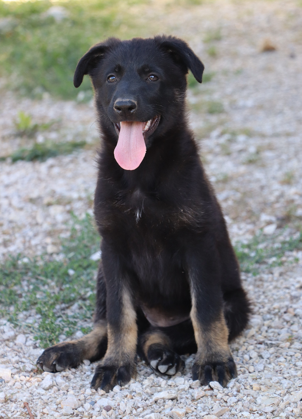 Des Contreforts Du Vercors - Chiots disponibles - Berger Allemand
