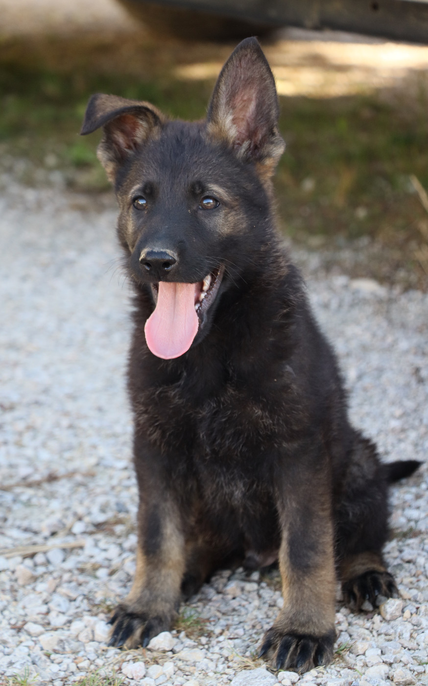 Des Contreforts Du Vercors - Chiots disponibles - Berger Allemand