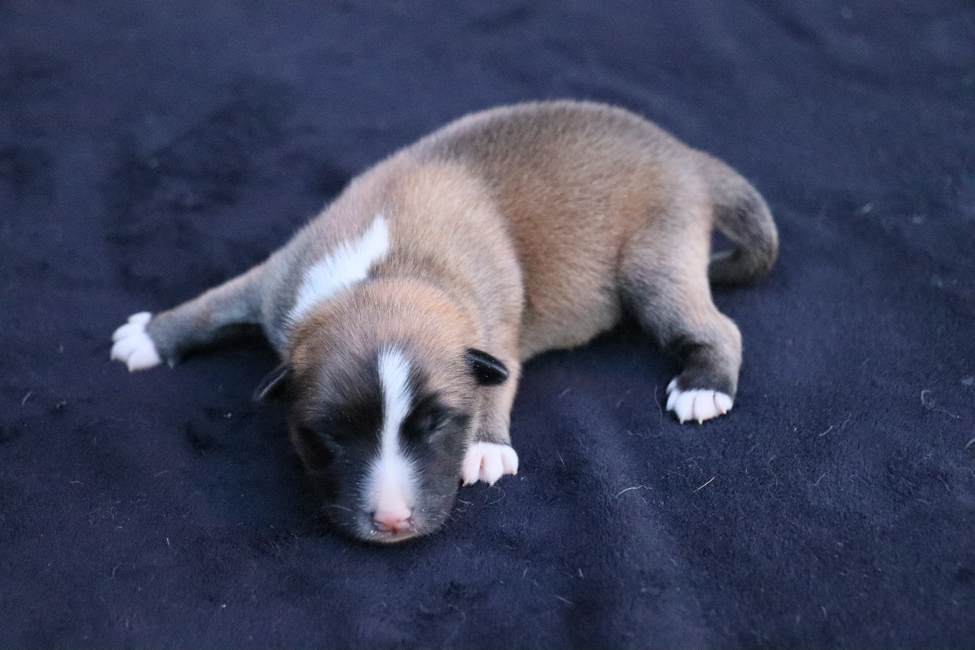 Des Contreforts Du Vercors - Chiots disponibles - Berger islandais