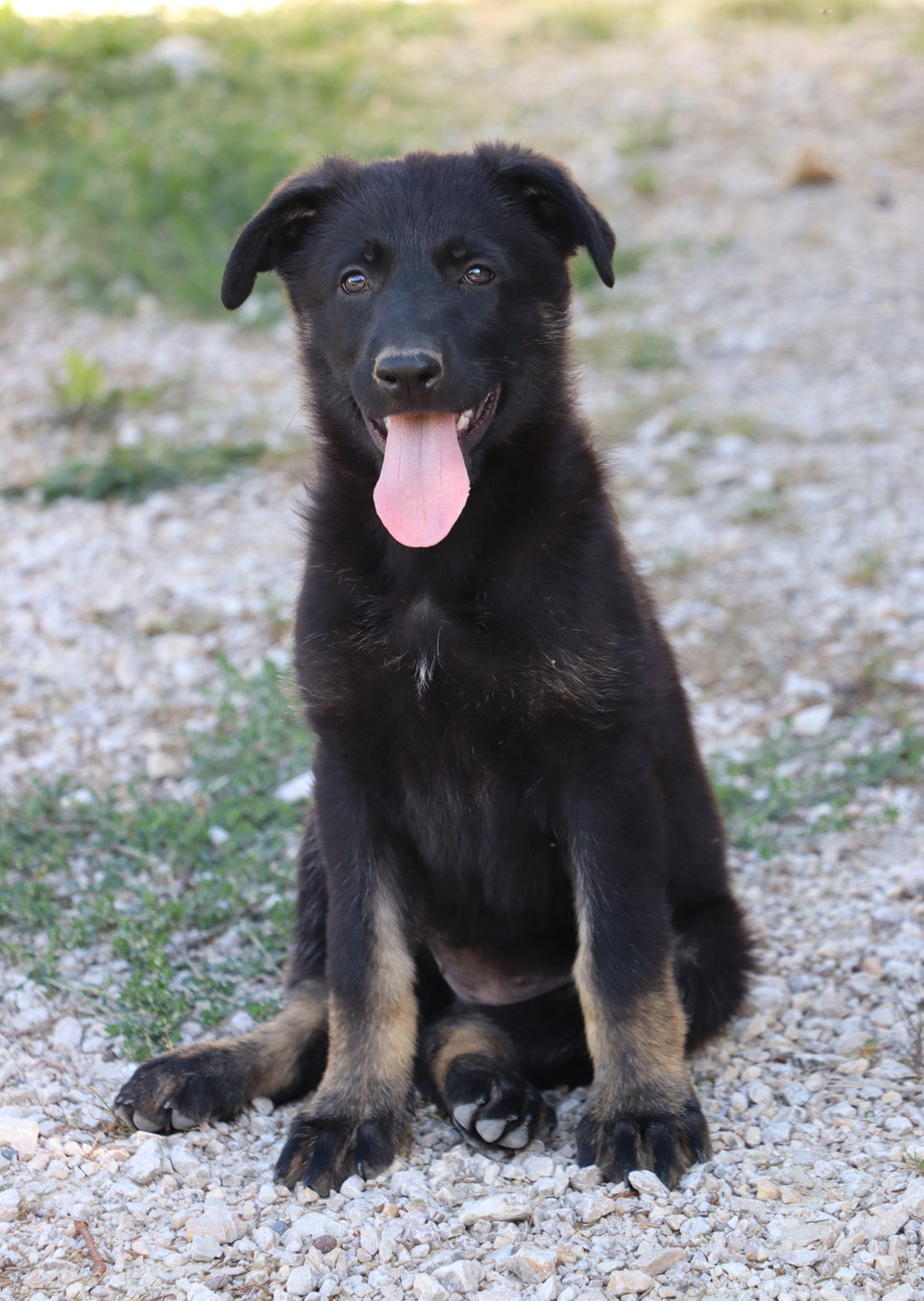 Chiot Berger Allemand Des Contreforts Du Vercors