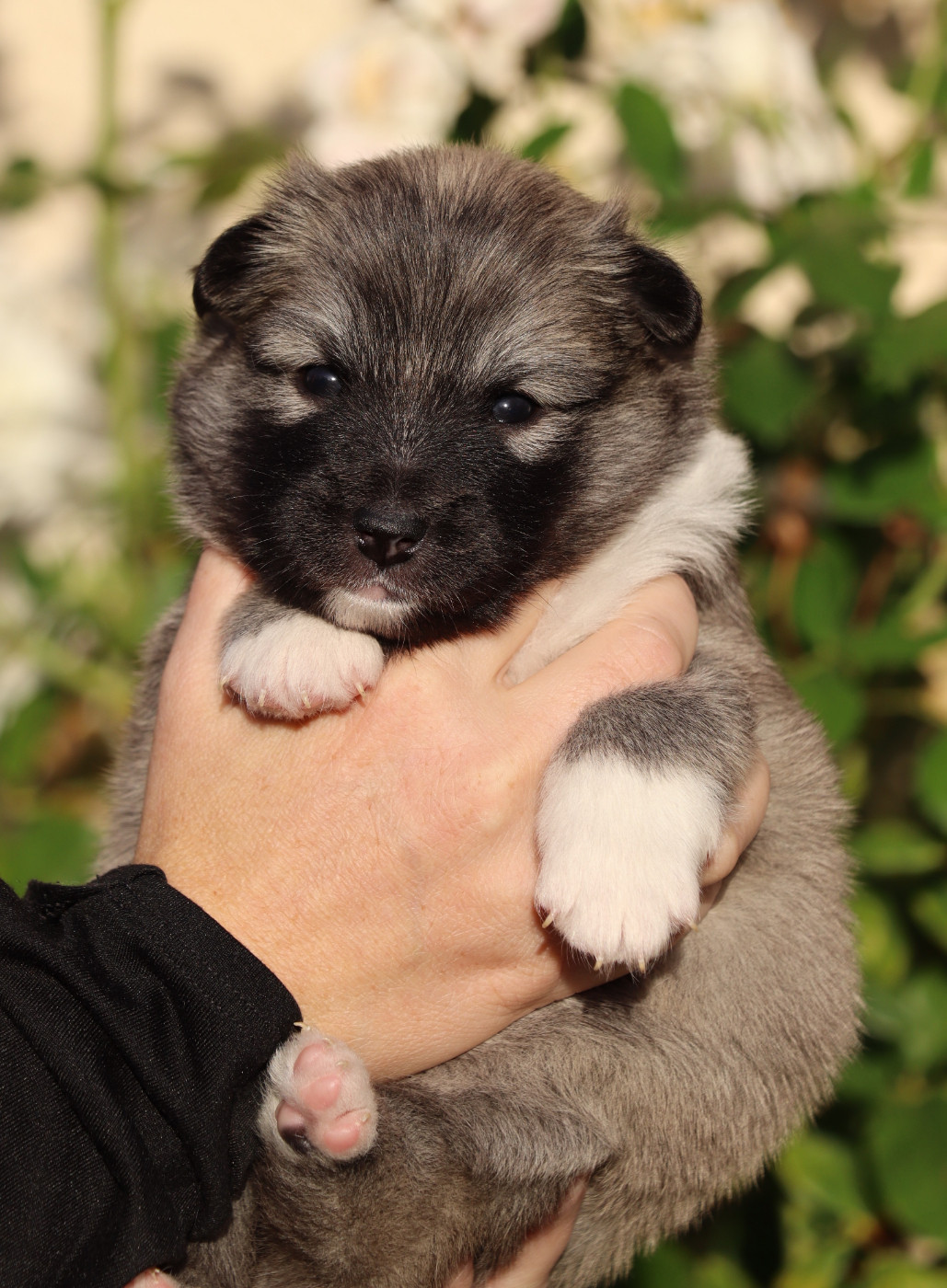 Des Contreforts Du Vercors - Chiots disponibles - Berger islandais