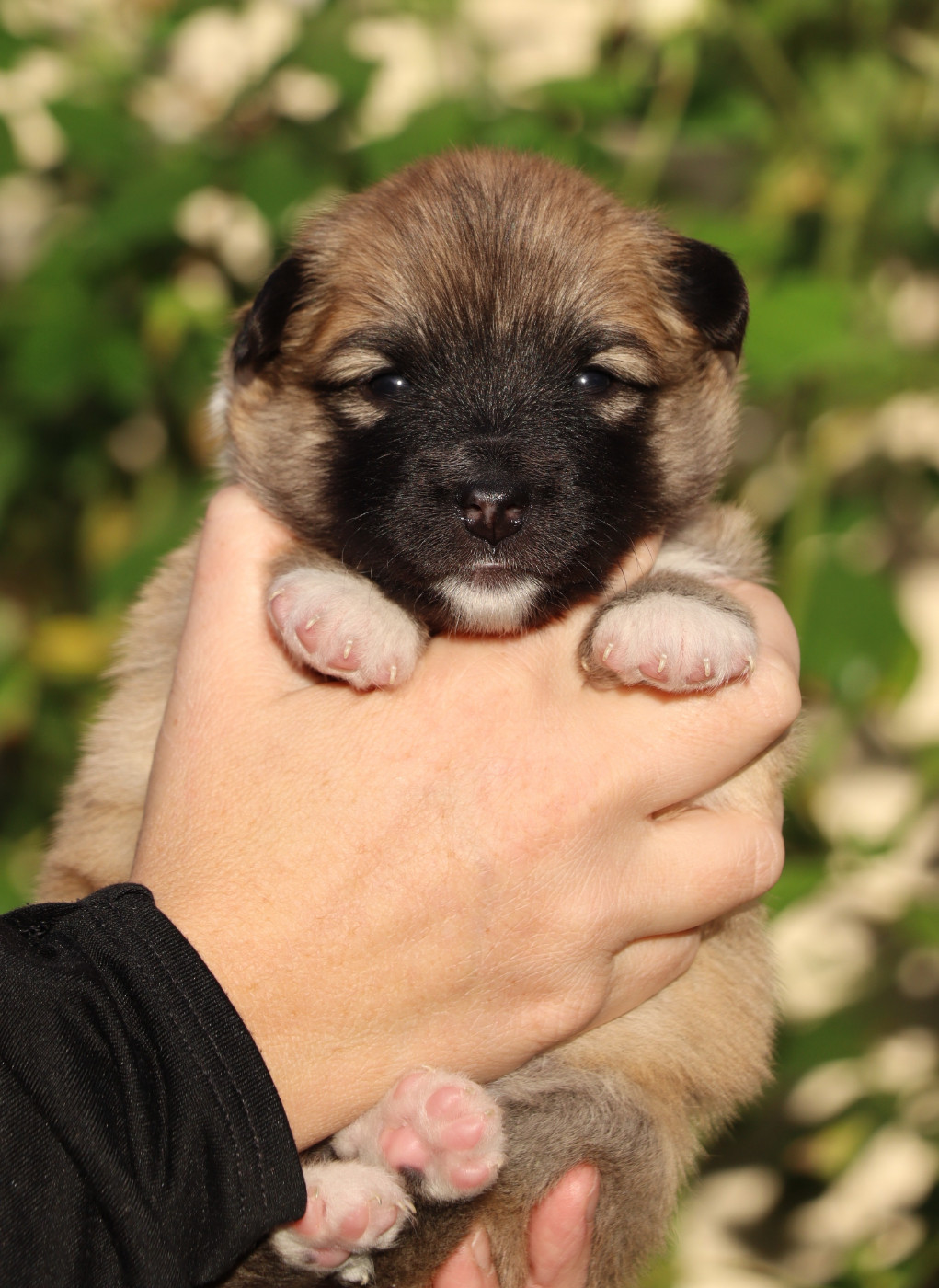 Des Contreforts Du Vercors - Chiots disponibles - Berger islandais