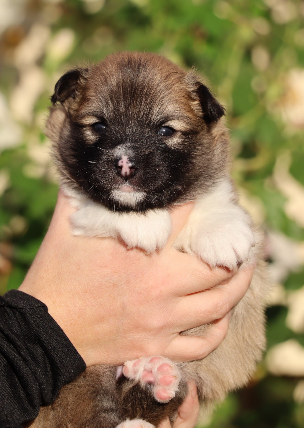 Des Contreforts Du Vercors - Chiots disponibles - Berger islandais