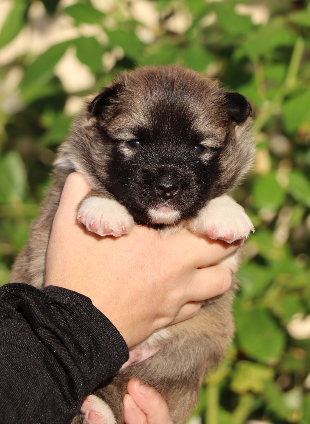 Des Contreforts Du Vercors - Chiots disponibles - Berger islandais
