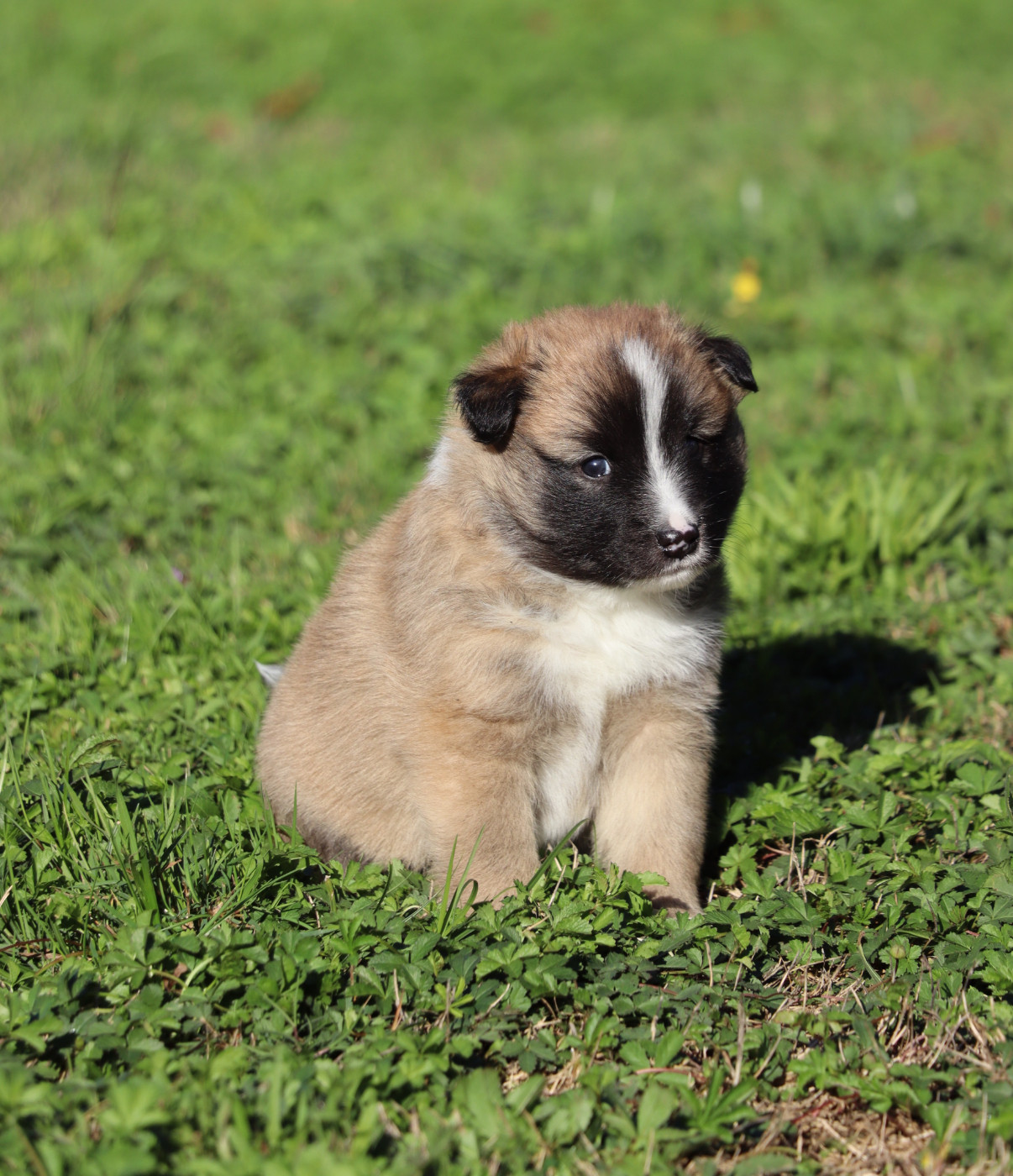 Des Contreforts Du Vercors - Chiots disponibles - Berger islandais