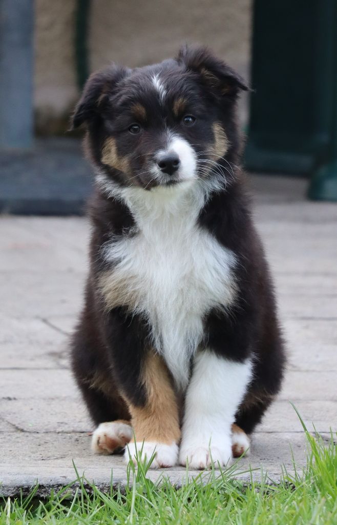 Des Contreforts Du Vercors - Chiots disponibles - Berger Australien