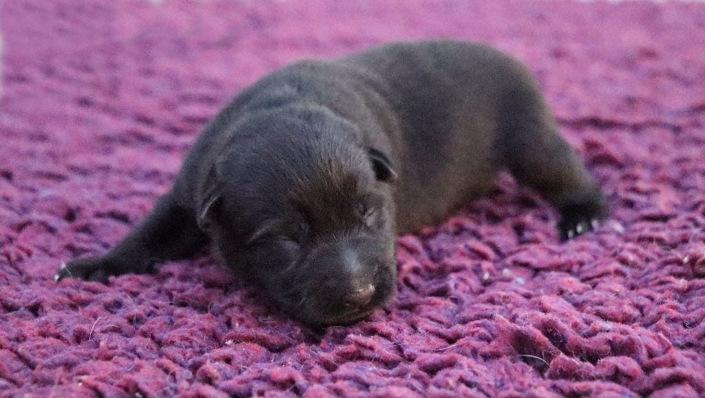 CHIOT