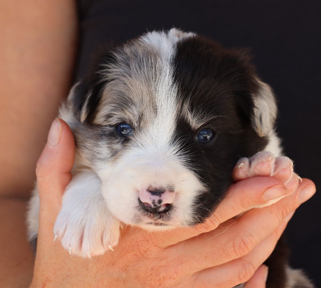 Des Contreforts Du Vercors - Chiots disponibles - Border Collie